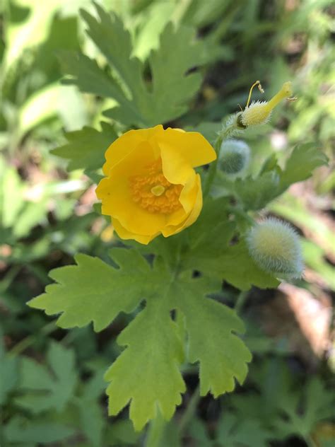 celandine poppy plant